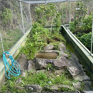New Zealand Lizard House - Exhibit 1 (Tuatara)