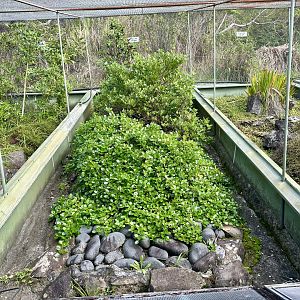 New Zealand Lizard House - Exhibit 2 (Falla’s Skink)