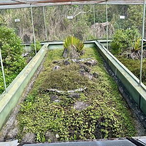 New Zealand Lizard House - Exhibit 3 (Fallas’s Skink)