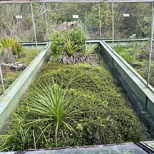 New Zealand Lizard House - Exhibit 4 (Robust Skink)