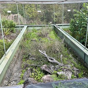 New Zealand Lizard House - Exhibit 5 (Robust Skink)