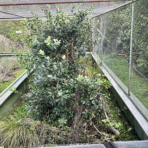 New Zealand Lizard House - Exhibit 6 (Robust Skink)