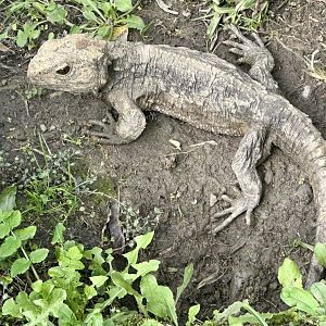Tuatara (Sphenodon punctatus)