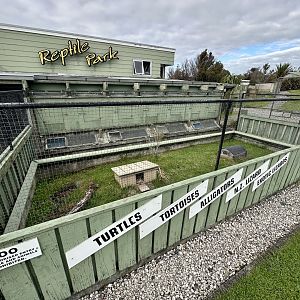 Ti Point Reptile Park - Entrance Exhibit (Indian Star Tortoise)