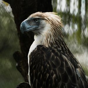 Philippine Eagle (Pithecophaga jefferyi)