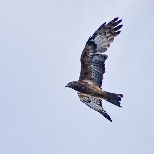 Square-tailed Kite