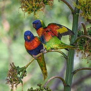 Rainbow Lorikeet with fledgling
