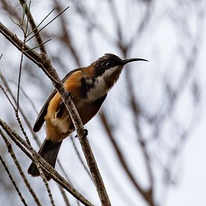 Eastern Spinebill
