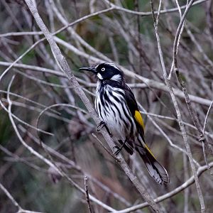 New Holland Honeyeater