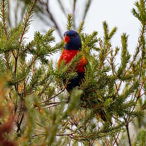 Rainbow Lorikeet