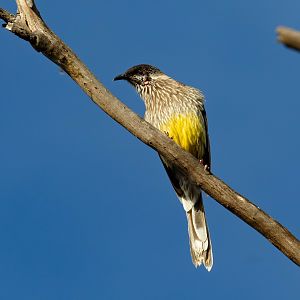 Red Wattlebird