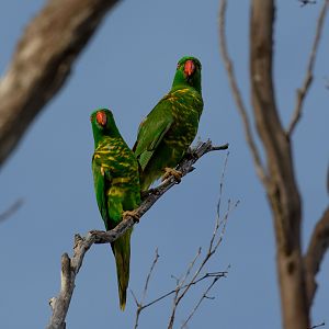 Scaly-breasted Lorikeets
