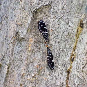 Pied Lacewings, Porismus strigatus