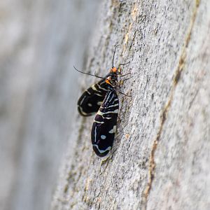 Pied Lacewings, Porismus strigatus