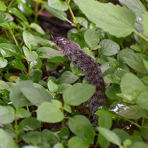 Keelback