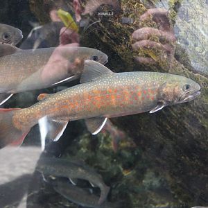 Salvelinus leucomaenus japonicus? Kyoto Aquarium