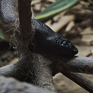 Black Headed Python (Aspidites melanocephalus)