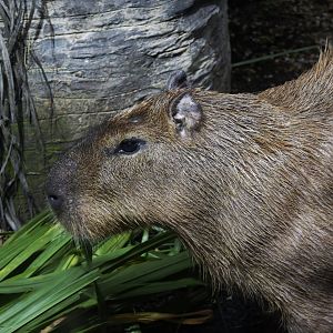 Capybara (Hydrochoerus hydrochaeris)