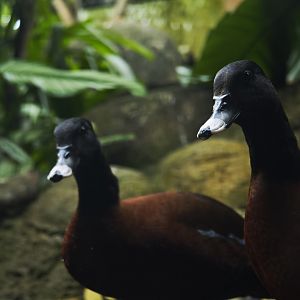 Hartlaub's duck (Pteronetta hartlaubii)