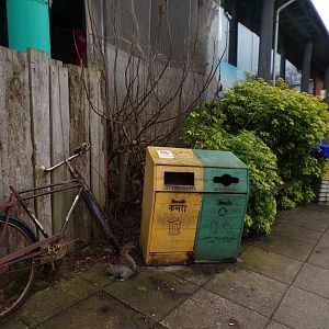 Squirrel eating food out of a bin 11.2.25