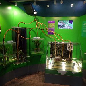 Leafcutter ant enclosure 11.2.25