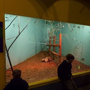 Desert locust enclosure 11.2.25