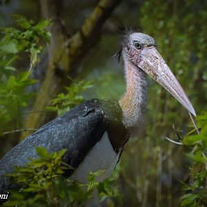 Lesser adjutant