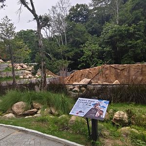 New mountain animal exhibit - Babary Sheep
