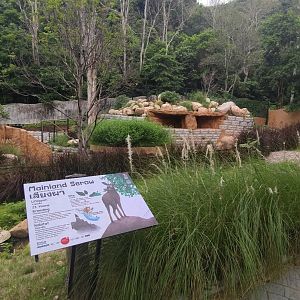 New mountain animal exhibit - Mainland Serow
