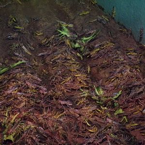 Desert locusts 11.2.25