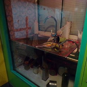 Themed domestic cockroach enclosure 11.2.25