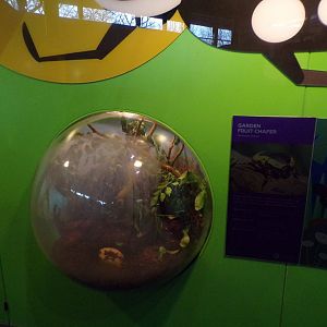 Garden fruit chafer bubble exhibit 11.2.25