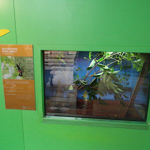 Golden eyed stick insect exhibit 11.2.25