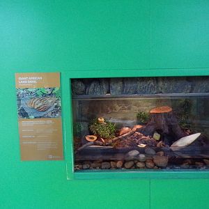 Giant African land snail exhibit 11.2.25