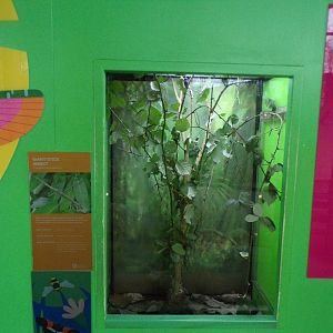 Giant stick insect exhibit 11.2.25