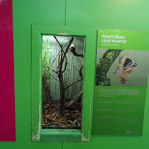 Giant dead leaf mantis exhibit 11.2.25