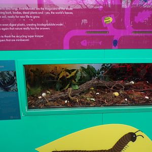 Mombassan train millipede exhibit 11.2.25