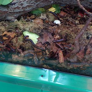 Mombassan train millipedes 11.2.25