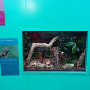 Hissing cockroach exhibit 11.2.25