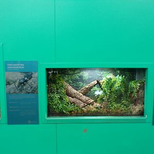 Two-spotted assassin bug exhibit 11.2.25