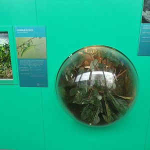 Jungle nymph dome exhibit 11.2.25