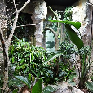 Terrarium for Eastern green mamba and Puff adder