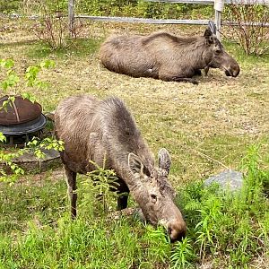 Moose - My Backyard, Alaska