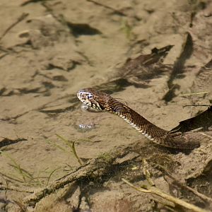 Northern Watersnake (Nerodia sipedon sipedon)