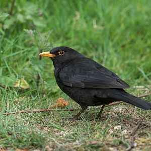 Blackbird (wild) UK