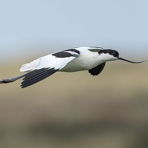 Avocet (wild) UK