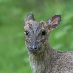 Muntjac deer (wild) UK