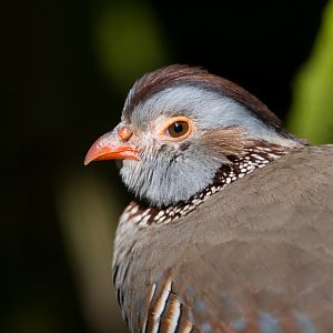 Barbary Partridge, Hamerton, UK
