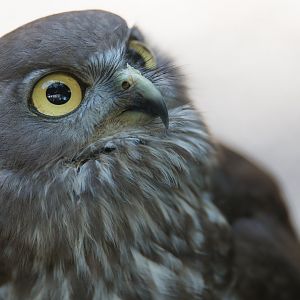 Barking Owl , Hamerton UK