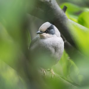 Grey Hypocolius, Hamerton, UK